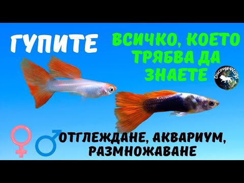 Видео: Рибка ГУПА - Всичко, Което Искате Да Знаете