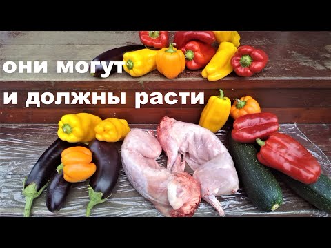 Видео: КРОЛИКИ МОГУТ И ДОЛЖНЫ РАСТИ 1 КИЛОГРАММ В МЕСЯЦ Кролики содержание и разведение