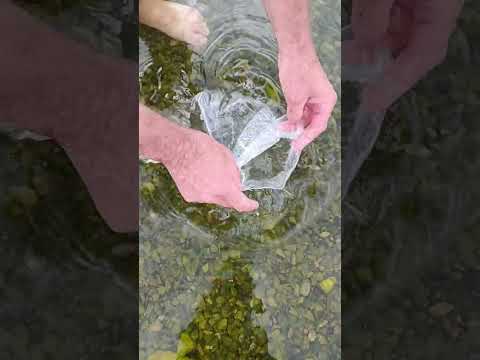 Видео: Новые офигенные карпы кои в пруд!