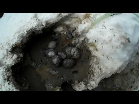 Видео: плывун и донные фильтра . почему умирают колодцы (63-8)