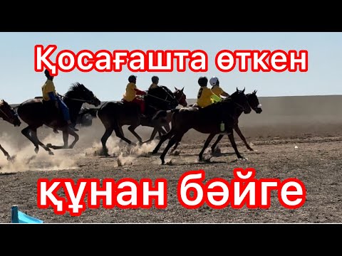 Видео: Қосағашта өткен құнан бәйге