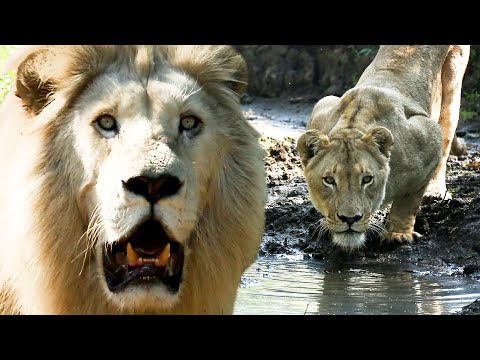 Видео: ЛЬВЫ развлекаются в воде | Заклинатель львов