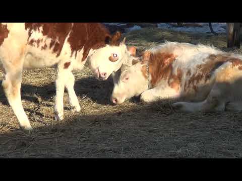 Видео: Наша мини-ферма .как дела на хоз дворе ? птица и коровы  -  Лпх Дом Велеса - жизнь за городом