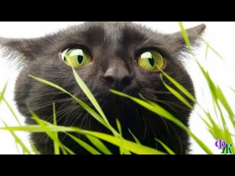 Видео: Сатана 5 «Как ты могла такое обо мне подумать?» – кот с обидой посмотрел на хозяйку и ушёл из дома