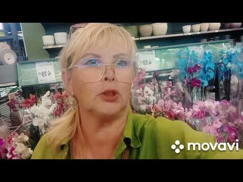 Видео: 12.09.2025.ОЧЕНЬ МНОГО ОРХИДЕЙ ПО НИЗКОЙ ЦЕНЕ,СПЕШИТЕ ВЫБРАТЬ СЕБЕ КРАСОТКУ 👍❤😘