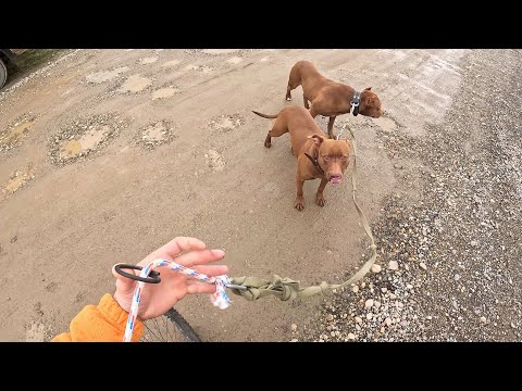 Видео: Злой Агоп. Попытка номер 2 питбуль Кияра и Спайк на велопрогулке. Тренировка питов. Разговор о газе.