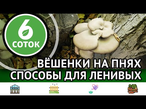 Видео: Вёшенки на пнях. Способы для ленивых. Домашние грибы. 6 соток 06.11.2023