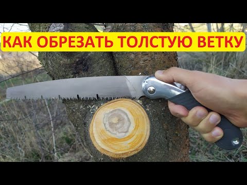 Видео: Обрезка для новичков #3 Как обрезать толстую ветку. Делаем обрезку правильно
