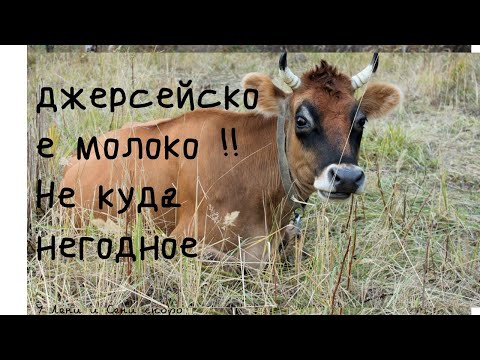 Видео: Джерсейское молоко !!! не куда негодное ?!