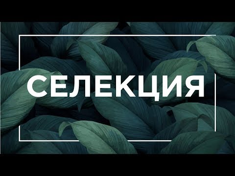 Видео: Что такое Селекция | ЕГЭ Биология | Даниил Дарвин