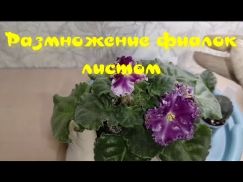 Видео: Размножение фиалки (сенполии) листом. Какой способ я применяю!