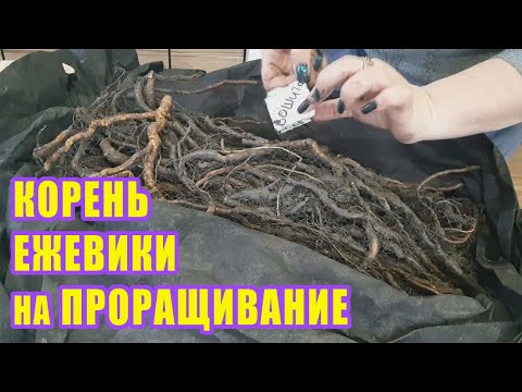 Видео: Начинаю новый сезон  - закладываю корень ежевики на проращивание