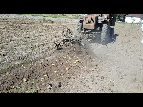 Видео: Копаємо картоплю кінною копачкою. Сорт  "Тайфун"