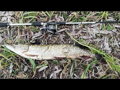 Видео: Хопер бросает вызов, ловим осеннюю щуку.