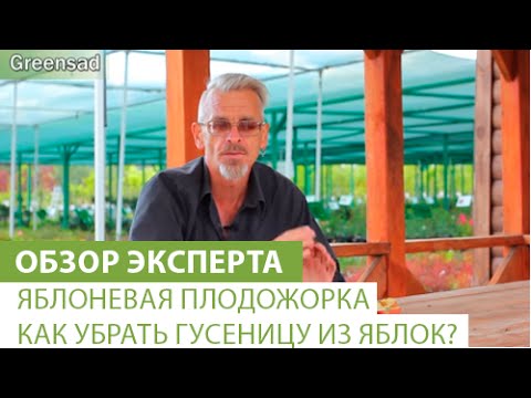 Видео: Яблоневая плодожорка. Как убрать гусеницу из яблок?