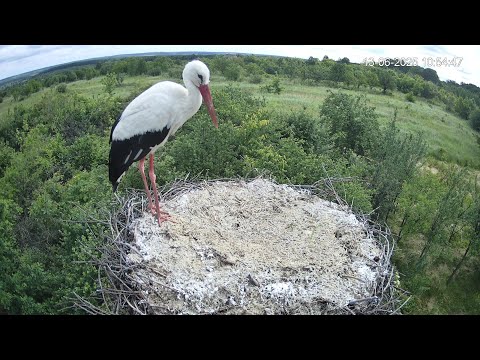 Видео: UA🇺🇦🔴Пряма трансляція з гнізда лелек🔴Live stream from stork nest🔴Live aus dem Storchennest