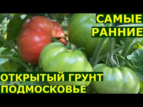 Видео: Как формировать томаты в открытом грунте для большого урожая Томатные гномы и другие сорта в ОГ
