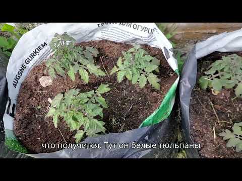 Видео: Сад цветет   Посадили помидоры и перцы
