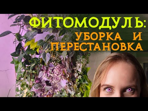 Видео: ФИТОМОДУЛЬ: уход за растениями, уборка, перестановка