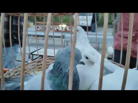 Видео: 21.09.2025г Ярмарка гТула ч.1