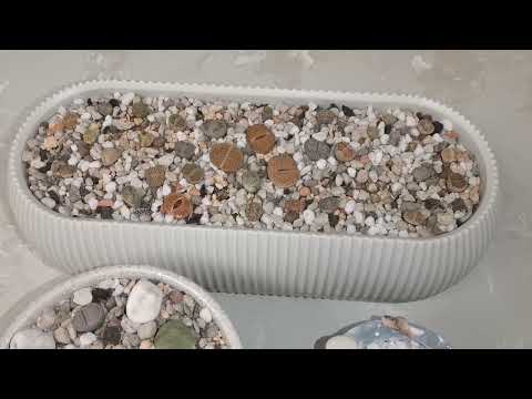 Видео: Литопсы. Новинки с #wildberries Кто съел литопсы??? 😱