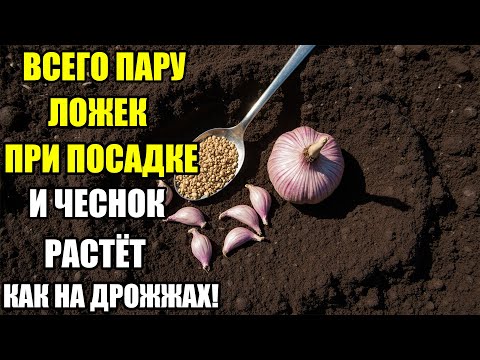 Видео: ВСЕГО ПАРУ ЛОЖЕК ПРИ ПОСАДКЕ ОЗИМОГО ЧЕСНОКА — СЕКРЕТ, О КОТОРОМ МОЛЧАТ ОПЫТНЫЕ ОГОРОДНИКИ!