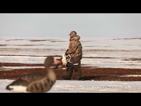 Видео: ГУСИ. ОХОТА. ВЕСНА | С Полем!