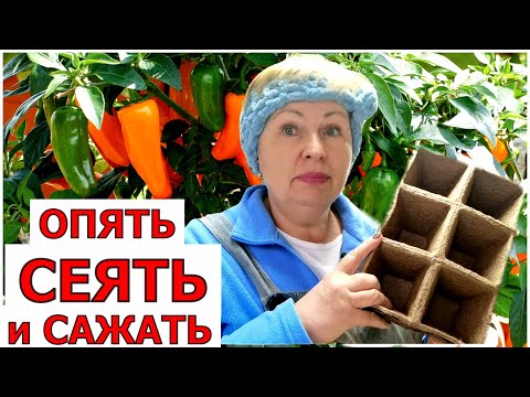 Видео: Что посеятьв ноябре? Стартует зимний огород. Моченые торфостаканчики