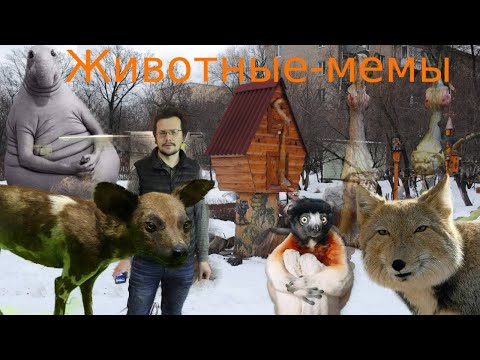 Видео: Животные - мемы