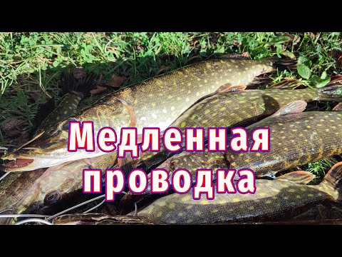 Видео: Рыбалка осенью — неожиданный результат! Медленная проводка сработала!