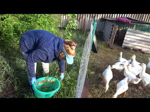 Видео: Кормлю гусей🦢 Борюсь с муравьями😎🐜 Знакомимся с ежиком🦔Такая жизнь😋😍