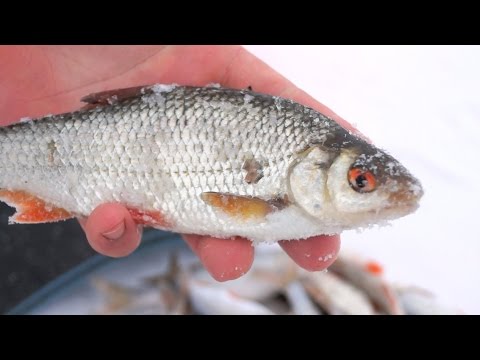 Видео: Плотва зимой  Как и какими снастями ловить плотву зимой на мормышку