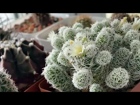 Видео: Мини обзор кактусов🌵Меня вообще еще смотрят🧐???