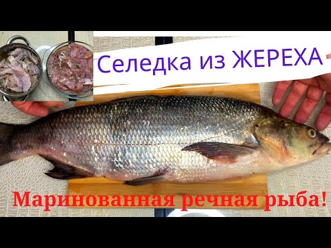 Видео: Селедка из ЖЕРЕХА. Маринованная речная рыба.Два рецепта!