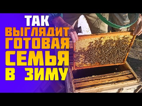 Видео: Пчелы начинающим. Как должна выглядеть готовая пчелиная семья в зиму. Сколько меда оставлять