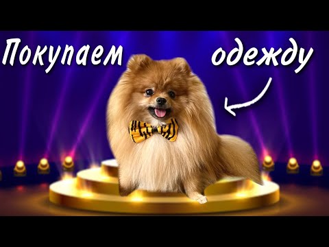 Видео: Покупаю одежду моему шпицу / Dog shopping 🛍