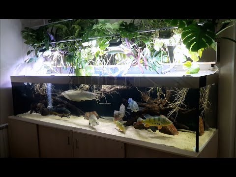 Видео: Интерактивный аквариумный туризм Сезон 3 Выпуск 12(UPDATE) Цихлы,Скат,Черепаха,Барамунди