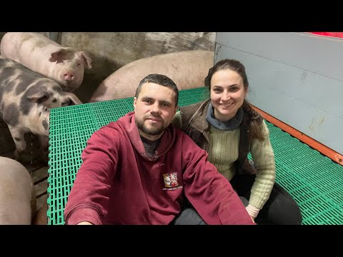 Видео: Первый ПЛАСТИКОВЫЙ ПОЛ для доращивания поросят