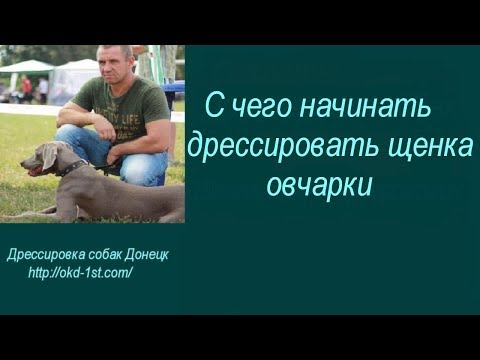 Видео: С чего начинать дрессировать щенка овчарки