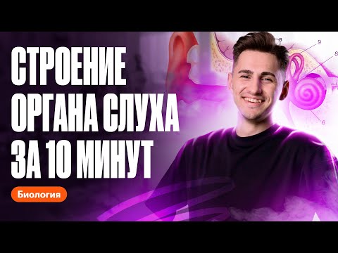 Видео: Строение органа слуха за 10 минут  | ОГЭ по биологии | Федор Агеев