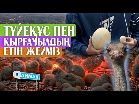 Видео: QАЙМАҚ: Бесарық ауылы