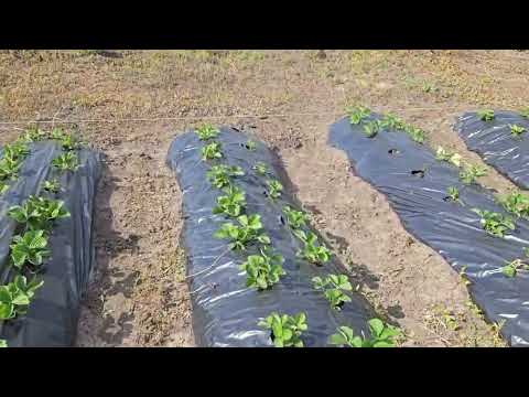 Видео: Обзор клубничнго поля 21.06.25