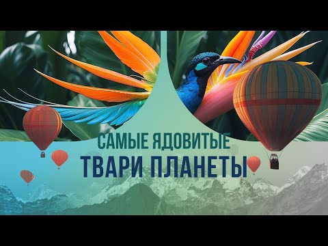 Видео: Самые ядовитые твари планеты. Что не так с райскими птицами из Новой Гвинеи?