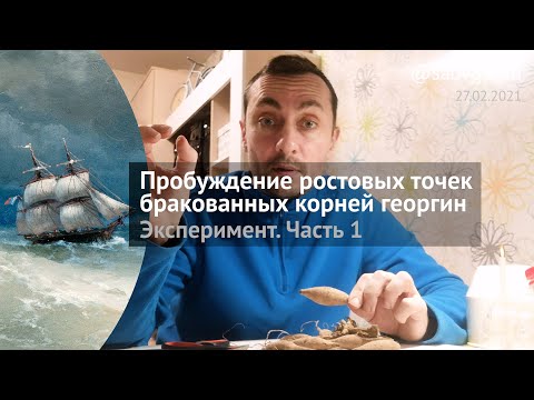Видео: Эксперимент "Георгина/Цитокинин". Часть 1