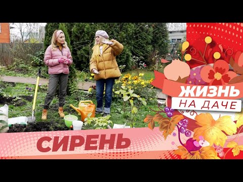 Видео: Сажаем сирень правильно!
