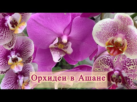 Видео: Обзор орхидей в Ашане ТЦ Мега Самара - Розовые Веснушки/Da Shang Pink Freckles, Дикий Персик, Вашинг