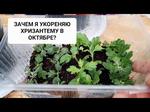 Видео: ЗАЧЕМ Я УКОРЕНЯЮ ХРИЗАНТЕМУ В ОКТЯБРЕ? ГДЕ ЛУЧШЕ ВЗЯТЬ ЧЕРЕНОК?