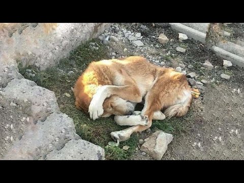 Видео: Его бросили у собственного порога, но он месяцами продолжал ждать, плакать и молить о любви!