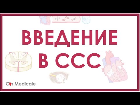 Видео: Введение в сердечно-сосудистую систему