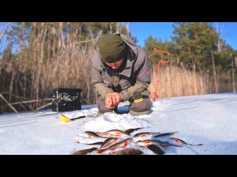 Видео: Ловля ОКУНЯ на Лісовому Озері . Окунь Плотва на зимову вудку